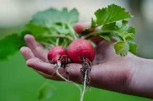 gardening